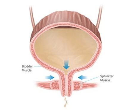 How the Bladder works